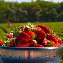 FLOREA - Semillas de Fresas gigantes
